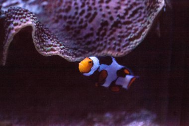 Siyah, turuncu ve beyaz palyaço balığı anemonefish