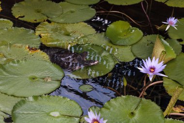 Florida softshell kaplumbağa Apalone ferox bir zambak ped üzerinde tüneyen