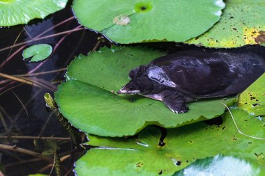 Florida softshell kaplumbağa Apalone ferox bir zambak ped üzerinde tüneyen