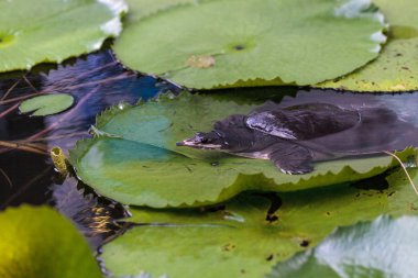 Florida softshell kaplumbağa Apalone ferox bir zambak ped üzerinde tüneyen