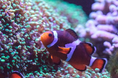 Turuncu ve beyaz palyaço balığı anemonefish, ayrıca Amphiprion denir, 