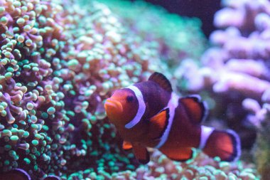 Turuncu ve beyaz palyaço balığı anemonefish, ayrıca Amphiprion denir, 
