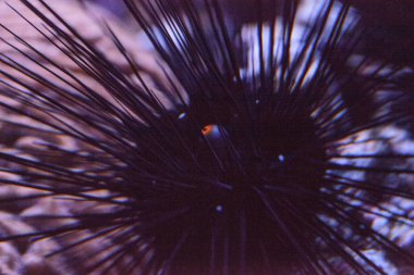 Uzun spinli karadeniz kestanediadema setosum bir portakal uzanır 