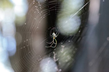 Meyve Bahçesi Orb-dokumacı örümcek Leucauge venusta ortasında bir biz