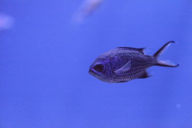 Mor neon damselfish Chrysiptera springeri