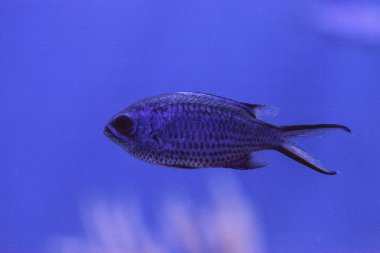 Mor neon damselfish Chrysiptera springeri
