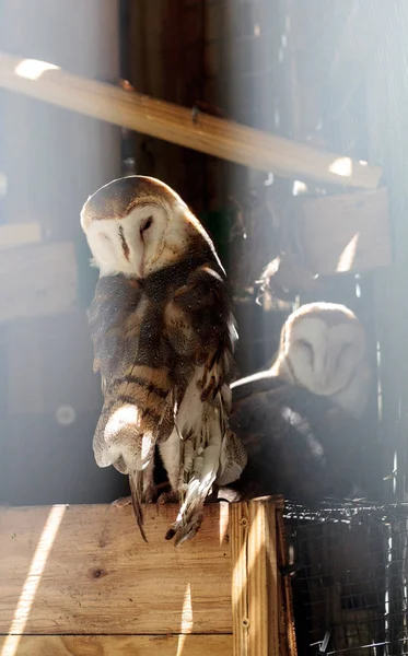 Sowa stodoła tyto Alba ma schronienie w drewnianej strukturze — Zdjęcie stockowe