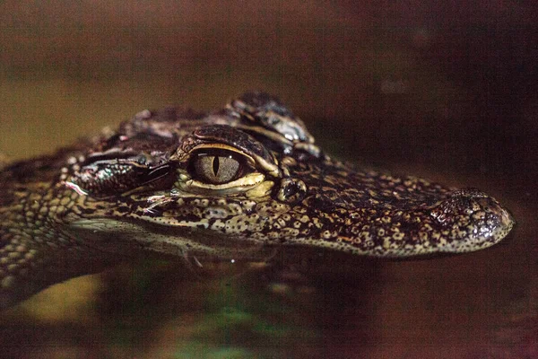 Crocodylinae olarak bilinen yavru timsah kertenkelesi