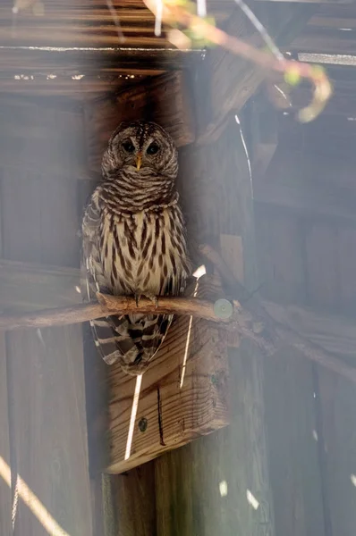 Barred Owl Strix Varia zajmuje schronienie w drewnianej strukturze — Zdjęcie stockowe