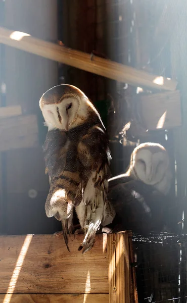 Sowa stodoła tyto Alba ma schronienie w drewnianej strukturze — Zdjęcie stockowe