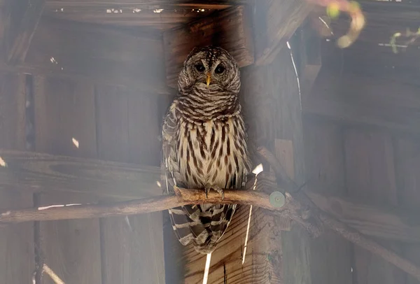 Barred Owl Strix Varia zajmuje schronienie w drewnianej strukturze — Zdjęcie stockowe