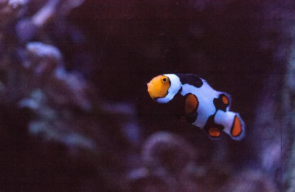 Black, orange, and white clownfish anemonefish — Stock Photo, Image