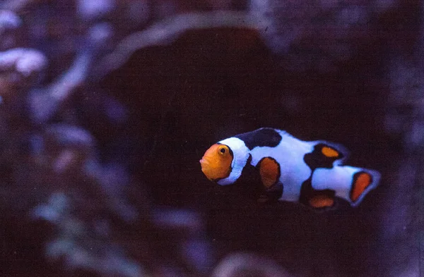 Zwarte, oranje en witte Clownvis anemoonvis — Stockfoto