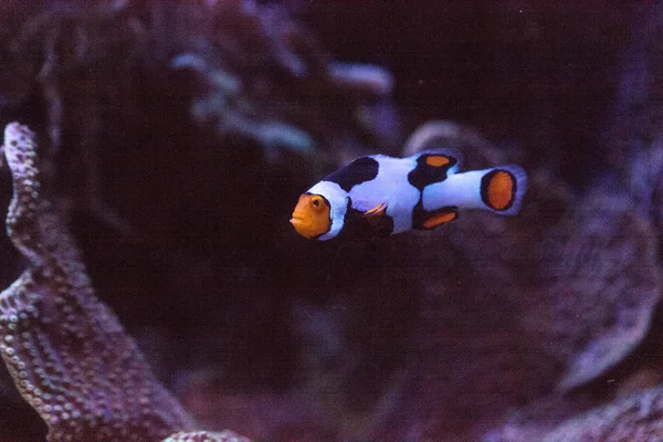 Siyah, turuncu ve beyaz palyaço balığı anemonefish