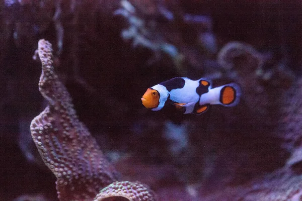 Siyah, turuncu ve beyaz palyaço balığı anemonefish