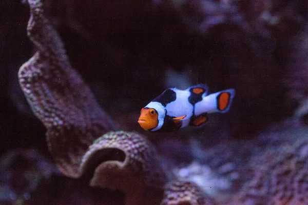 Siyah, turuncu ve beyaz palyaço balığı anemonefish