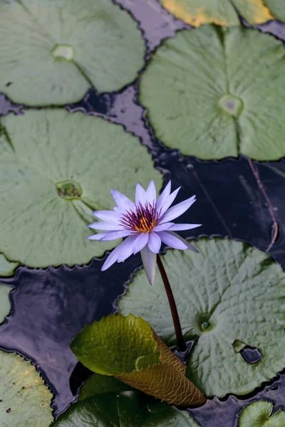 Синяя звезда водяной лилии Nymphaea nouchali в пруду в Сарасоте — стоковое фото