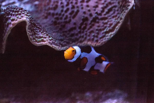 Чорний, помаранчевий і білий клоун-риба анемона — стокове фото