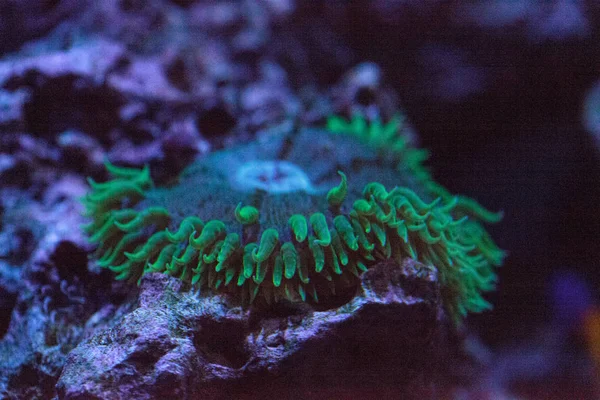 Dev yeşil anemon Anthopleura xanthogrammica bir resif üzerinde