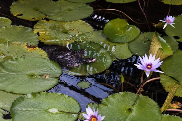 Florida softshell kaplumbağa Apalone ferox bir zambak ped üzerinde tüneyen