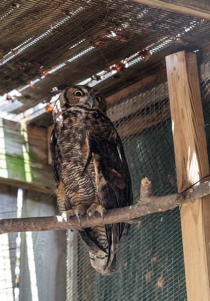 Wielkie Horned Sowa Bubo virginianus bierze schronienie w drewnianej stru — Zdjęcie stockowe