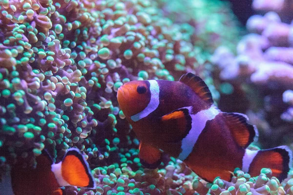 Turuncu ve beyaz palyaço balığı anemonefish, ayrıca Amphiprion denir, 