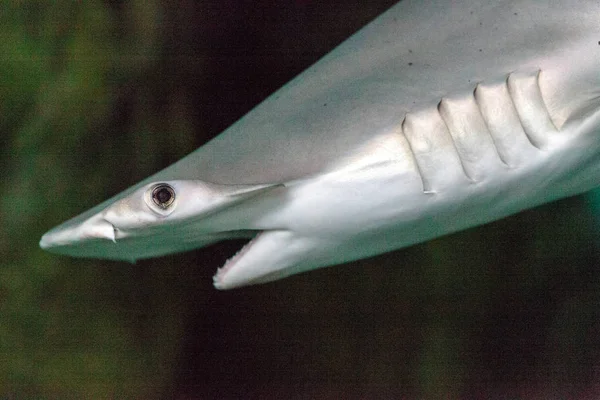 Scalloped hammerhead shark Sphyrna lewini nada através de um r coral — Fotografia de Stock