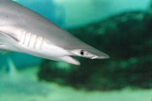 Tiburón martillo festoneado Sphyrna lewini nada a través de un coral r —  Fotos de Stock