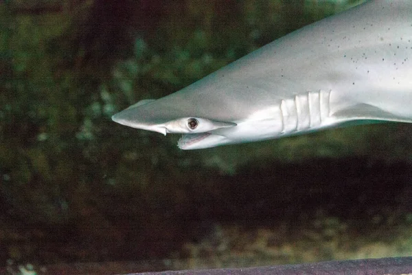 Scalloped hammerhead shark Sphyrna lewini nada através de um r coral — Fotografia de Stock