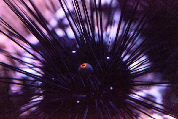 I ricci di mare neri da spina lunga Diadema setosum estendono un'arancia — Foto Stock