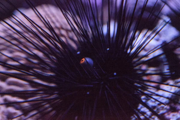 Ouriços-do-mar-preto de longa rotação Diadema setosum estende uma laranja — Fotografia de Stock