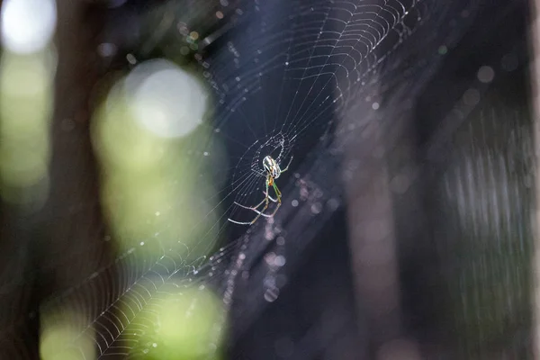 Verger Orbe-tisserand araignée Leucauge venusta au milieu d'un nous — Photo