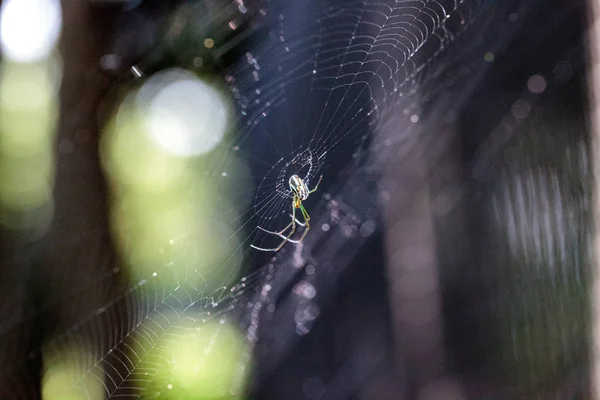 Verger Orbe-tisserand araignée Leucauge venusta au milieu d'un nous — Photo