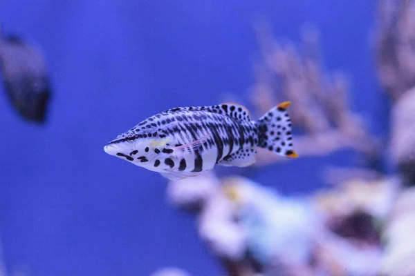 Peixe-Falcão Manchado Cirrhitichthys oxycephalus — Fotografia de Stock