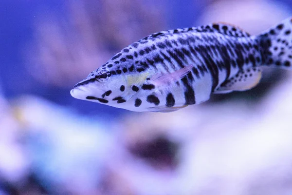 Peixe-Falcão Manchado Cirrhitichthys oxycephalus — Fotografia de Stock