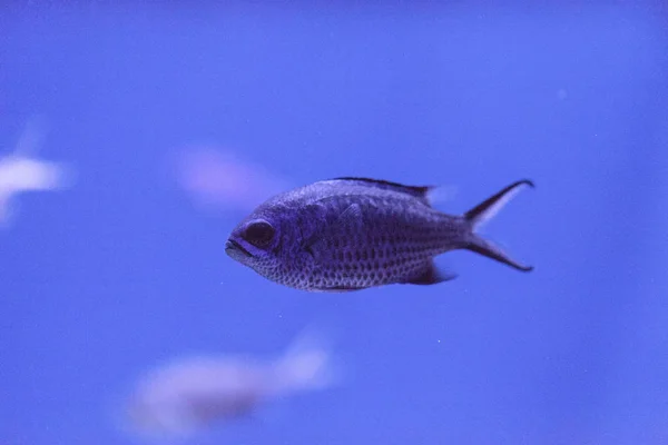 Damigella viola al neon Chrysiptera springeri — Foto Stock