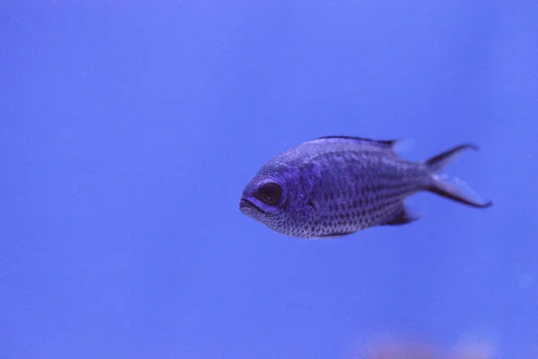 Lila neonfarbene Chrysiptera springeri — Stockfoto