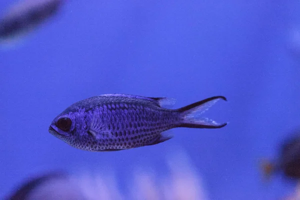 Néon roxo damegoísta Chrysiptera springeri — Fotografia de Stock