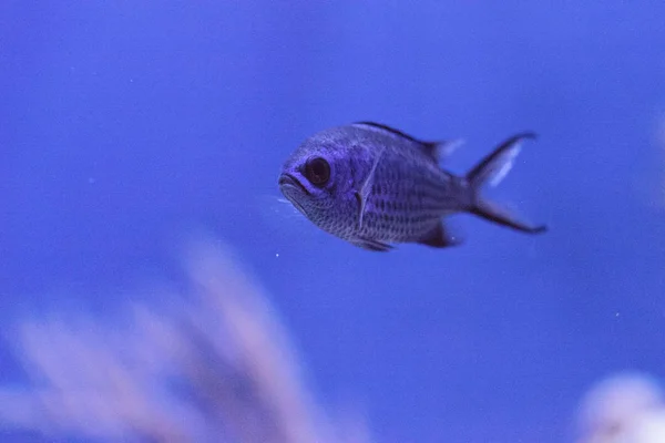 Purple neon damselfish Chrysiptera springeri — Stock Photo, Image