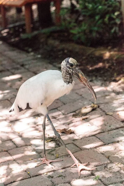 Waldstorch Mycteria americana wandert auf einem Pfad in Sarasota — Stockfoto