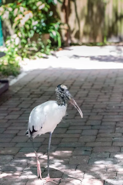 Waldstorch Mycteria americana wandert auf einem Pfad in Sarasota — Stockfoto