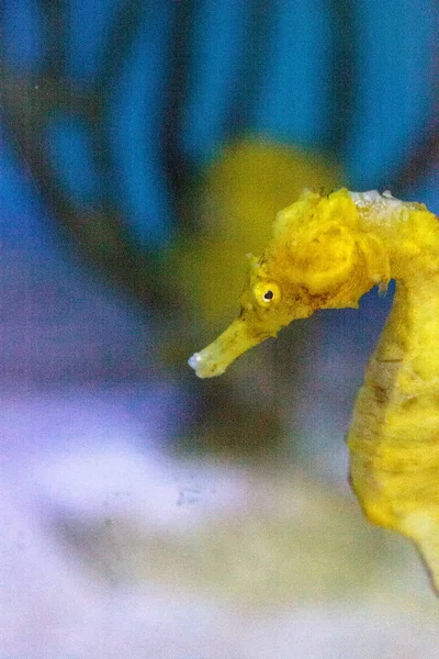 Cavalo-marinho forrado amarelo Hippocampus erectus — Fotografia de Stock