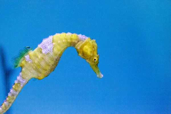 Yellow Lined seahorse Hippocampus erectus — Stock Photo, Image