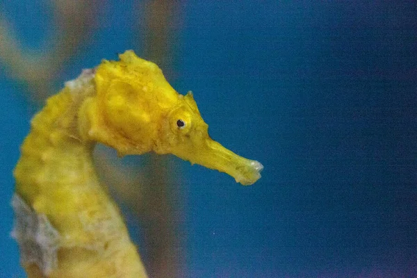 Caballo de mar forrado amarillo Hippocampus erectus — Foto de Stock