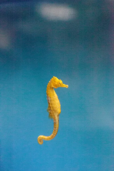 Дитяча жовта підкладка морський коник Гіппокамп прямостоячий — стокове фото