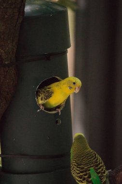 Budgerigar muhabbet kuşu Melopsittacus undulatus