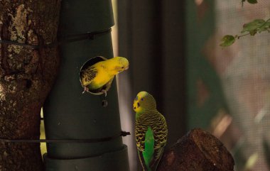 Budgerigar muhabbet kuşu Melopsittacus undulatus