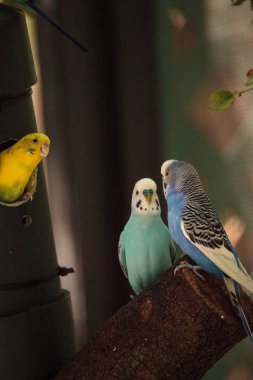 Budgerigar muhabbet kuşu Melopsittacus undulatus