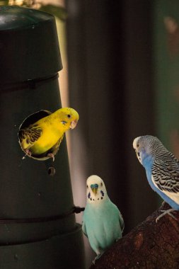 Budgerigar muhabbet kuşu Melopsittacus undulatus