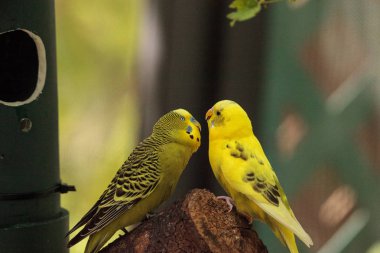 Budgerigar muhabbet kuşu Melopsittacus undulatus